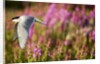 Arctic Tern in Flight, Hudson Bay, Canada by Anonymous