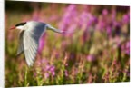 Arctic Tern in Flight, Hudson Bay, Canada by Anonymous