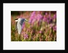 Arctic Tern in Flight, Hudson Bay, Canada by Anonymous