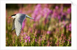 Arctic Tern in Flight, Hudson Bay, Canada by Anonymous