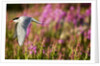 Arctic Tern in Flight, Hudson Bay, Canada by Anonymous