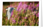 Arctic Tern in Flight, Hudson Bay, Canada by Anonymous