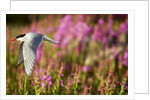 Arctic Tern in Flight, Hudson Bay, Canada by Anonymous