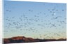 Snow Geese, Bosque del Apache, New Mexico by Anonymous