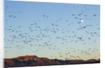 Snow Geese, Bosque del Apache, New Mexico by Anonymous