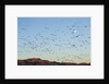 Snow Geese, Bosque del Apache, New Mexico by Anonymous