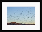 Snow Geese, Bosque del Apache, New Mexico by Anonymous