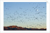 Snow Geese, Bosque del Apache, New Mexico by Anonymous