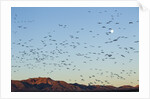 Snow Geese, Bosque del Apache, New Mexico by Anonymous