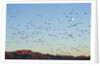 Snow Geese, Bosque del Apache, New Mexico by Anonymous
