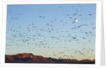 Snow Geese, Bosque del Apache, New Mexico by Anonymous