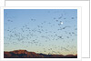 Snow Geese, Bosque del Apache, New Mexico by Anonymous