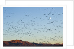 Snow Geese, Bosque del Apache, New Mexico by Anonymous