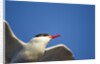 Arctic Tern, Hudson Bay, Canada by Anonymous