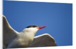 Arctic Tern, Hudson Bay, Canada by Anonymous