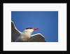 Arctic Tern, Hudson Bay, Canada by Anonymous