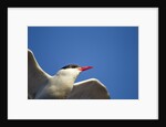 Arctic Tern, Hudson Bay, Canada by Anonymous