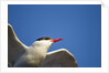 Arctic Tern, Hudson Bay, Canada by Anonymous