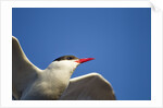 Arctic Tern, Hudson Bay, Canada by Anonymous