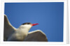 Arctic Tern, Hudson Bay, Canada by Anonymous