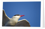 Arctic Tern, Hudson Bay, Canada by Anonymous