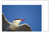 Arctic Tern, Hudson Bay, Canada by Anonymous