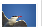Arctic Tern, Hudson Bay, Canada by Anonymous