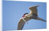 Arctic Tern, Hudson Bay, Canada by Anonymous