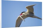 Arctic Tern, Hudson Bay, Canada by Anonymous