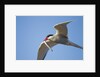Arctic Tern, Hudson Bay, Canada by Anonymous
