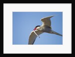Arctic Tern, Hudson Bay, Canada by Anonymous