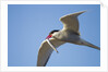 Arctic Tern, Hudson Bay, Canada by Anonymous