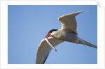 Arctic Tern, Hudson Bay, Canada by Anonymous