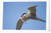Arctic Tern, Hudson Bay, Canada by Anonymous