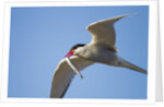 Arctic Tern, Hudson Bay, Canada by Anonymous