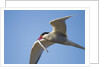 Arctic Tern, Hudson Bay, Canada by Anonymous