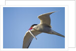 Arctic Tern, Hudson Bay, Canada by Anonymous