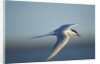 Arctic Tern, Hudson Bay, Canada by Anonymous
