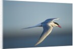 Arctic Tern, Hudson Bay, Canada by Anonymous