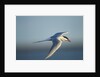 Arctic Tern, Hudson Bay, Canada by Anonymous