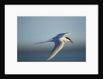 Arctic Tern, Hudson Bay, Canada by Anonymous