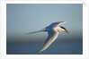 Arctic Tern, Hudson Bay, Canada by Anonymous