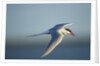 Arctic Tern, Hudson Bay, Canada by Anonymous