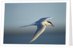 Arctic Tern, Hudson Bay, Canada by Anonymous