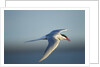 Arctic Tern, Hudson Bay, Canada by Anonymous