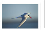 Arctic Tern, Hudson Bay, Canada by Anonymous