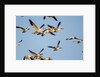 Snow Geese, Bosque del Apache, New Mexico by Anonymous