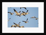 Snow Geese, Bosque del Apache, New Mexico by Anonymous