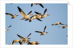 Snow Geese, Bosque del Apache, New Mexico by Anonymous