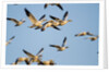 Snow Geese, Bosque del Apache, New Mexico by Anonymous